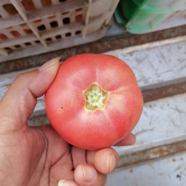 蔬菜