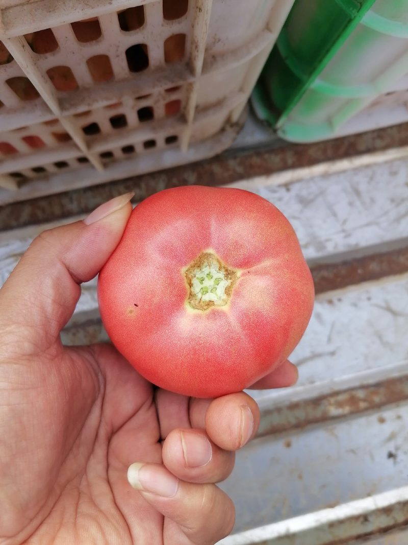 蔬菜