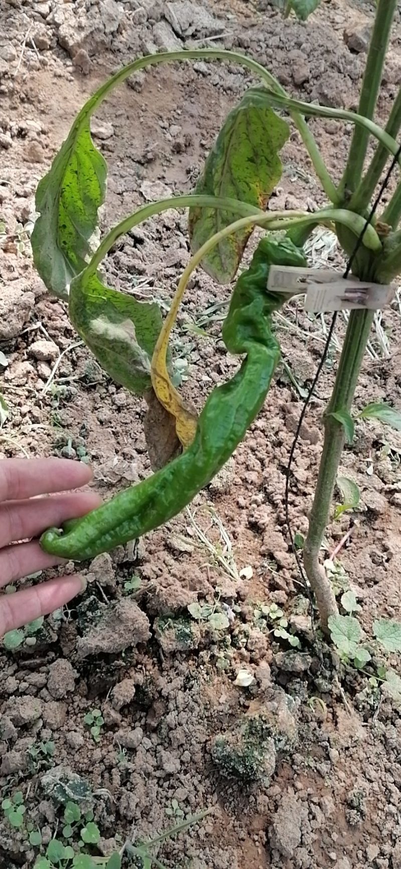 蔬菜
