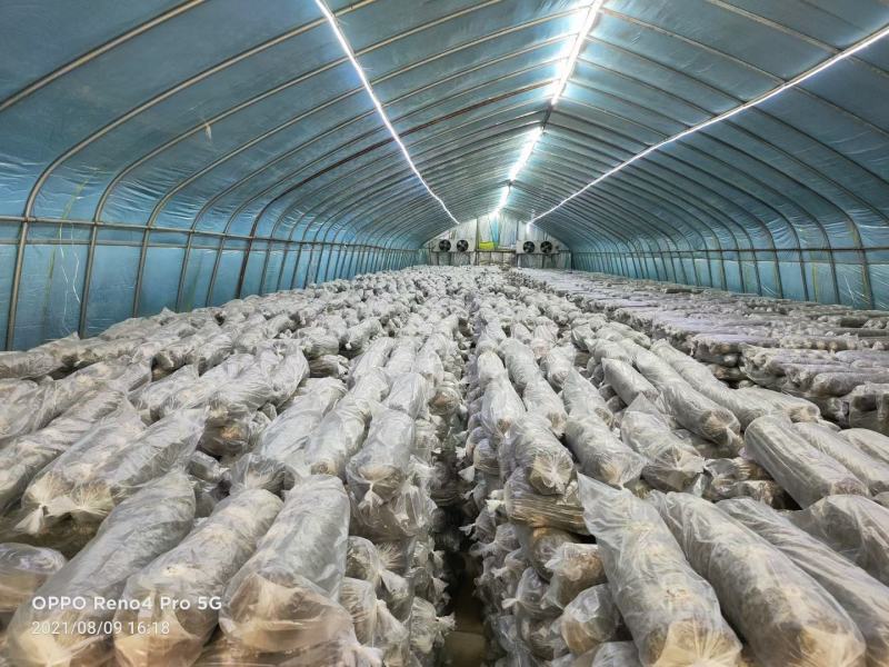 恒温发菌，工厂化高标准，高品质智能控温香菇棒七河九号
