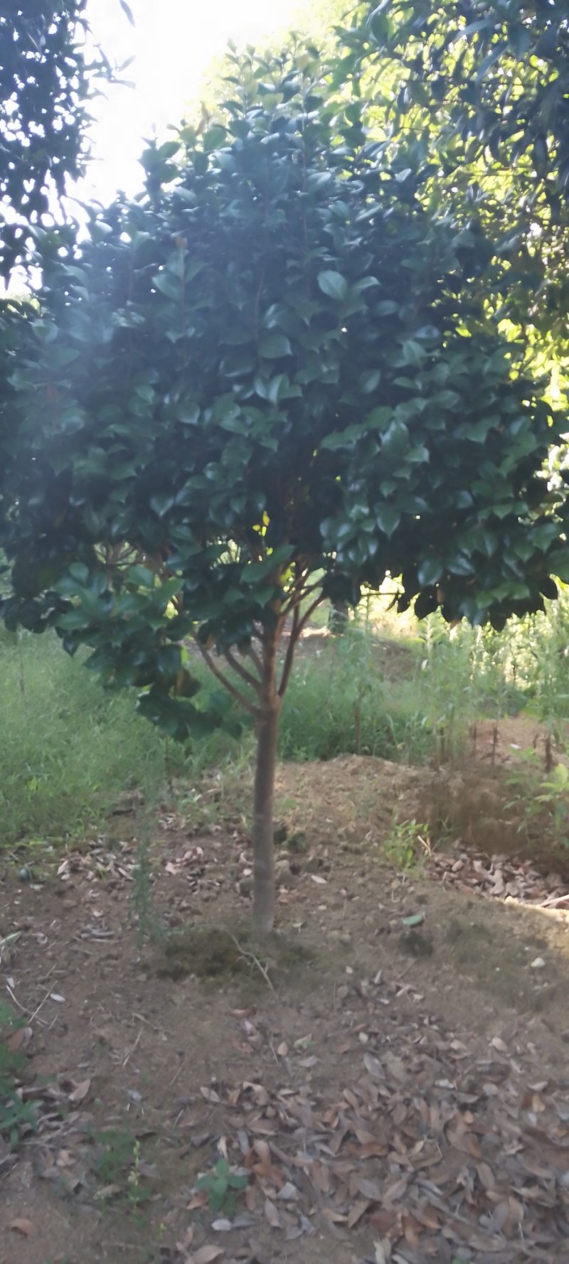 茶花树：茶花球1一2米冠幅，树型漂亮成活率高，欢迎订购