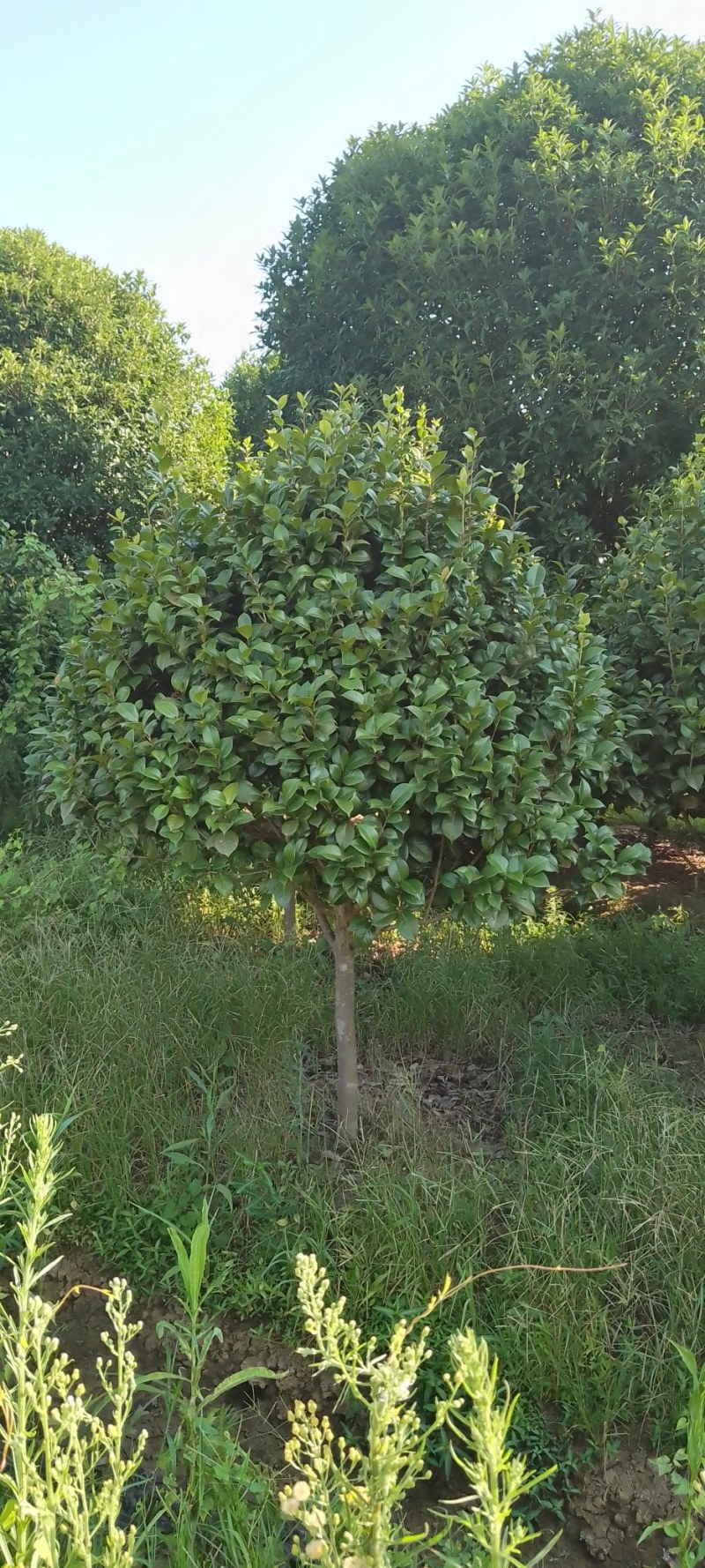 茶花树：茶花球1一2米冠幅，树型漂亮成活率高，欢迎订购