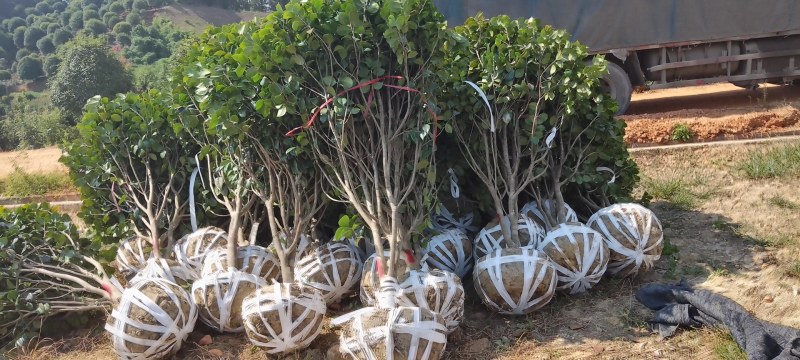 茶花树：茶花球1一2米冠幅，树型漂亮成活率高，欢迎订购