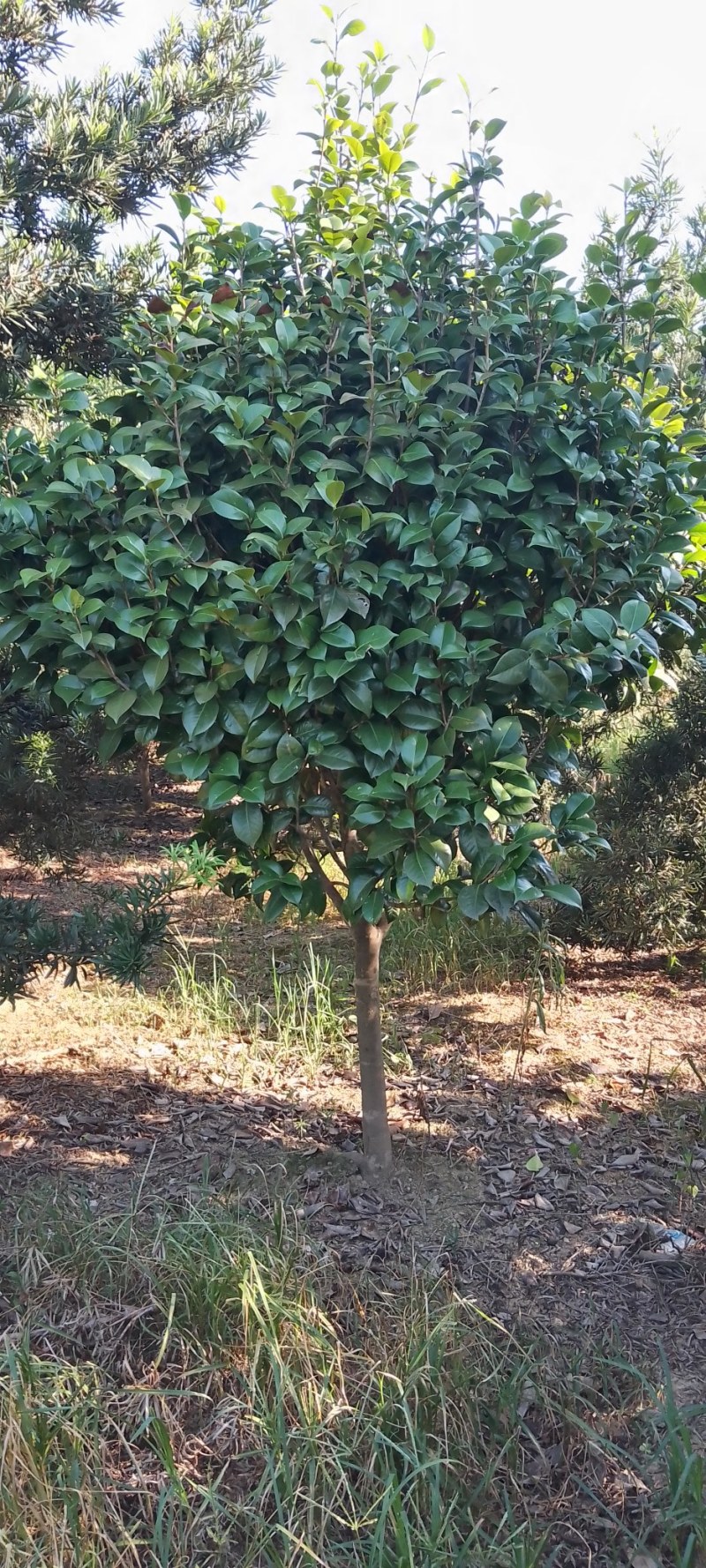 茶花树：茶花球1一2米冠幅，树型漂亮成活率高，欢迎订购