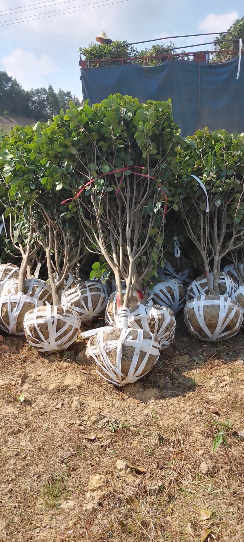 茶花树：茶花球1一2米冠幅，树型漂亮成活率高，欢迎订购