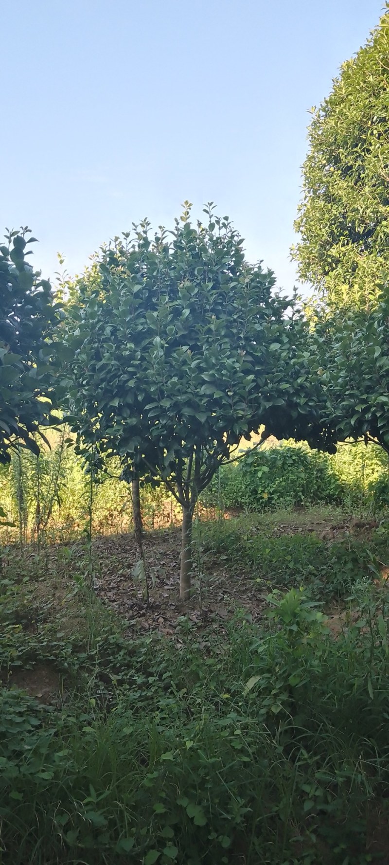 茶花树：茶花球1一2米冠幅，树型漂亮成活率高，欢迎订购