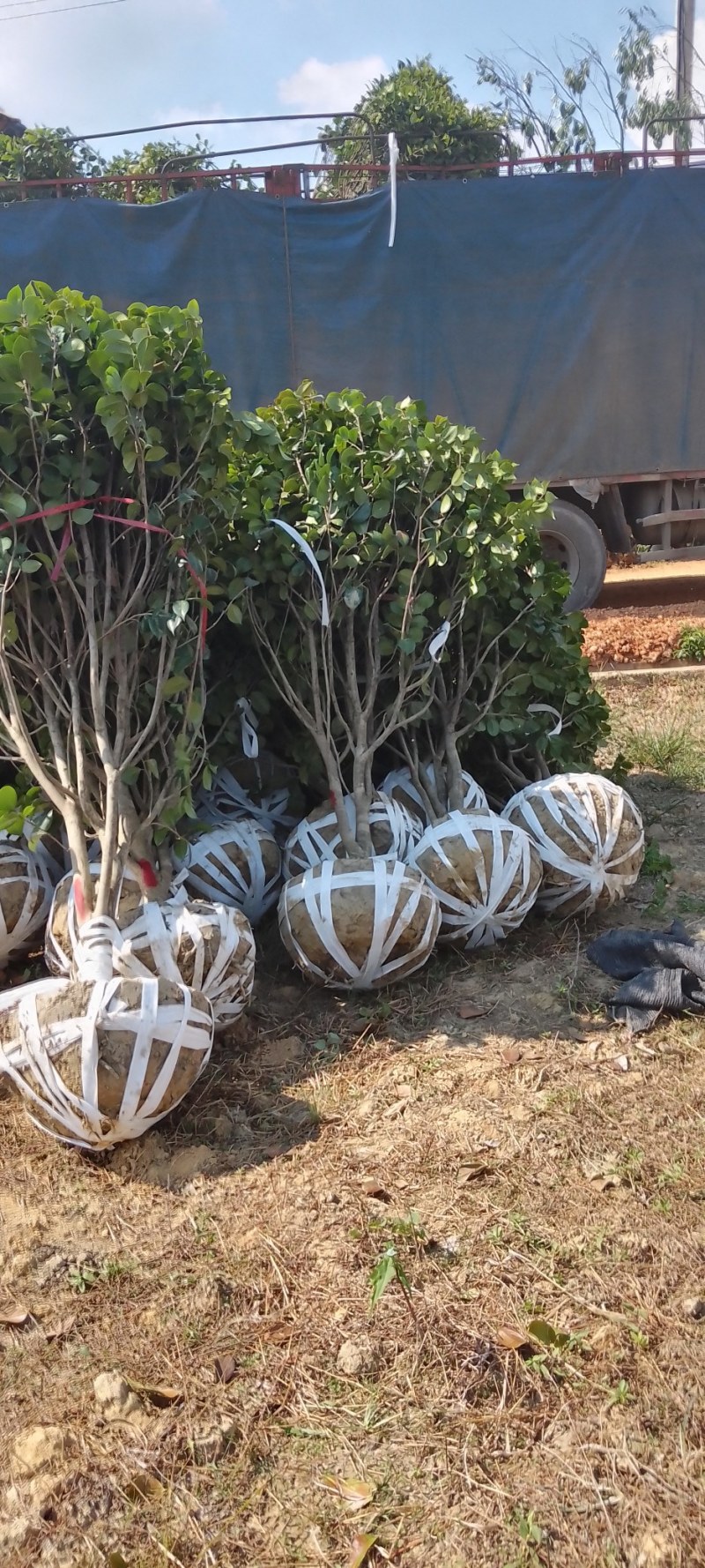 茶花树：茶花球1一2米冠幅，树型漂亮成活率高，欢迎订购
