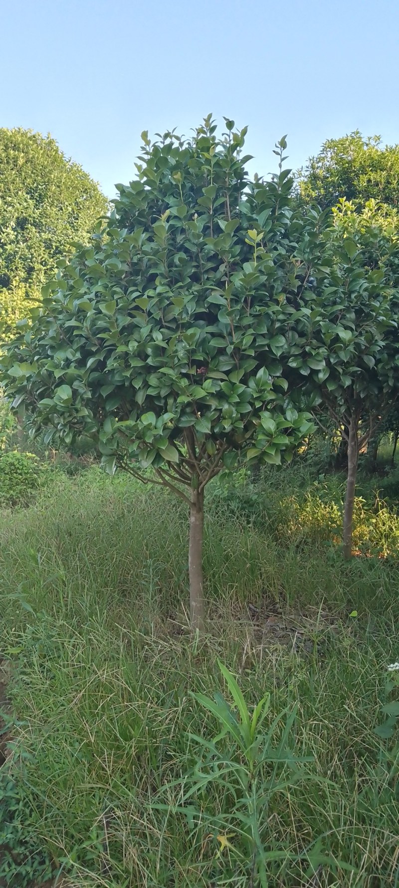 茶花树：茶花球1一2米冠幅，树型漂亮成活率高，欢迎订购