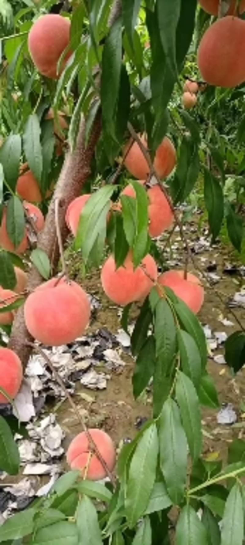 礼泉毛桃硬桃系已开始订购色泽亮丽，口味香甜。