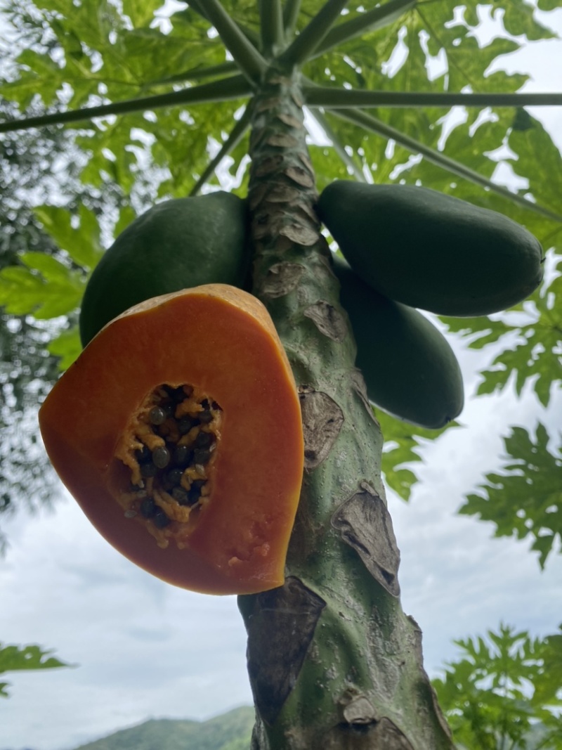 《热卖牛奶木瓜》大青红心木瓜自己家种植价格便宜