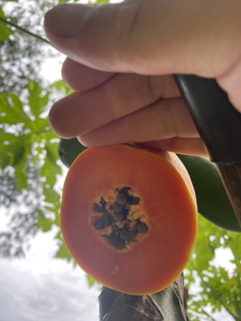 《热卖牛奶木瓜》大青红心木瓜自己家种植价格便宜