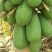 《热卖牛奶木瓜》大青红心木瓜自己家种植价格便宜