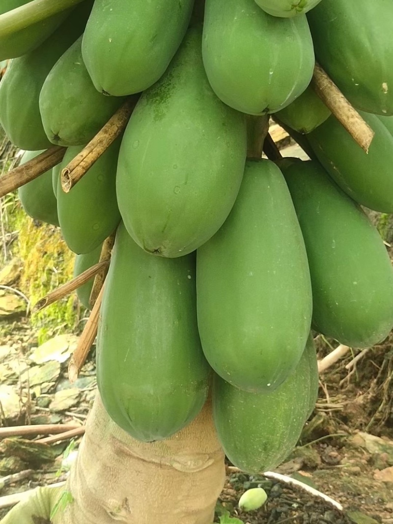 《热卖牛奶木瓜》大青红心木瓜自己家种植价格便宜