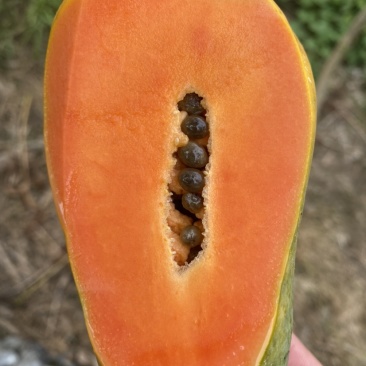 《热卖牛奶木瓜》大青红心木瓜自己家种植价格便宜