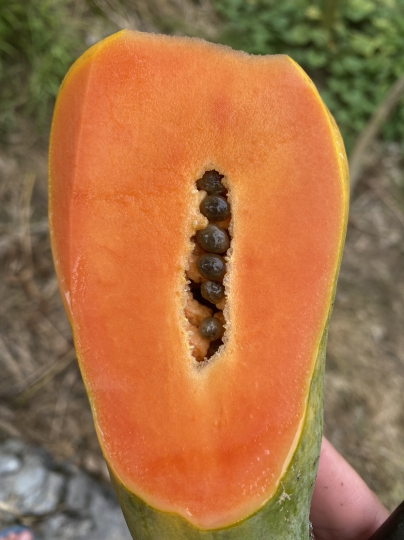 《热卖牛奶木瓜》大青红心木瓜自己家种植价格便宜