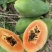 《热卖牛奶木瓜》大青红心木瓜自己家种植价格便宜
