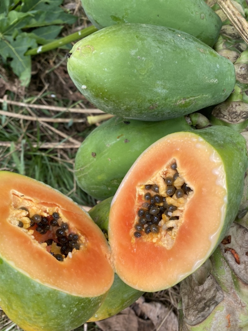 《热卖牛奶木瓜》大青红心木瓜自己家种植价格便宜