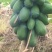《热卖牛奶木瓜》大青红心木瓜自己家种植价格便宜