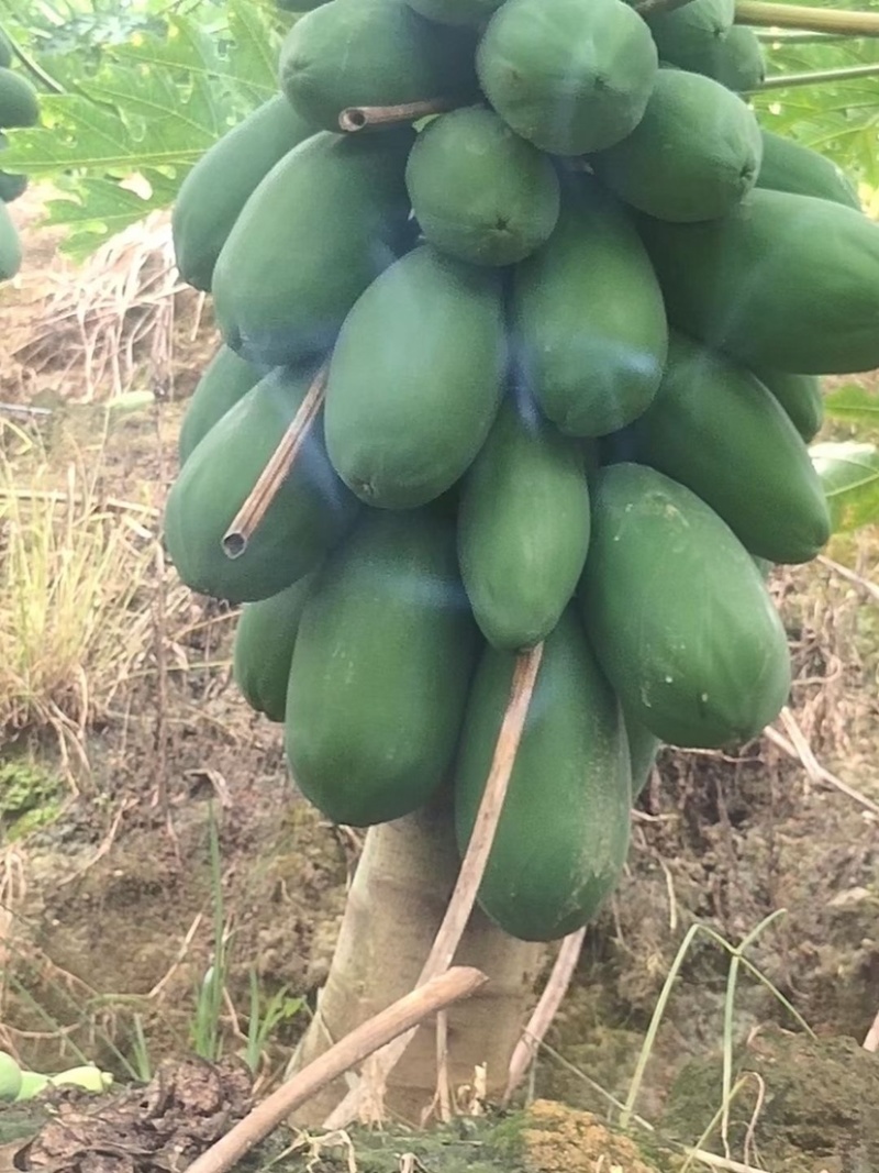 《热卖牛奶木瓜》大青红心木瓜自己家种植价格便宜