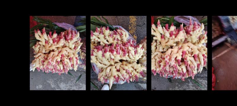惠水县小黄姜