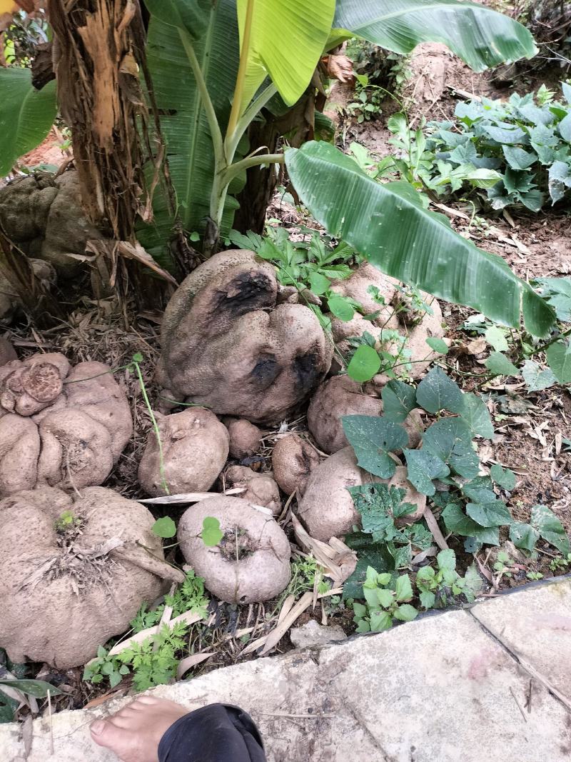 云南凤庆野生山乌龟，地不容金不换切片干货