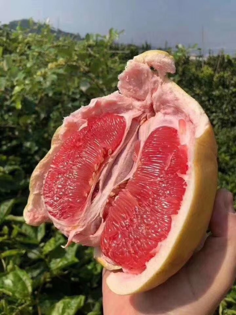 三红柚红心蜜柚上架！承接各大平台支持一件代发