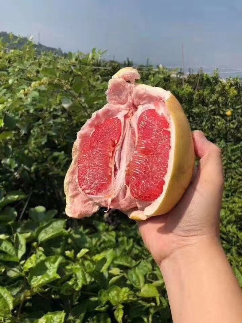 三红柚红心蜜柚上架！承接各大平台支持一件代发