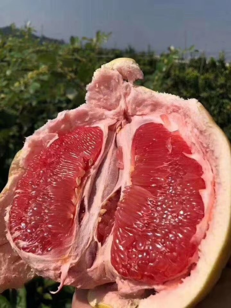 三红柚红心蜜柚上架！承接各大平台支持一件代发