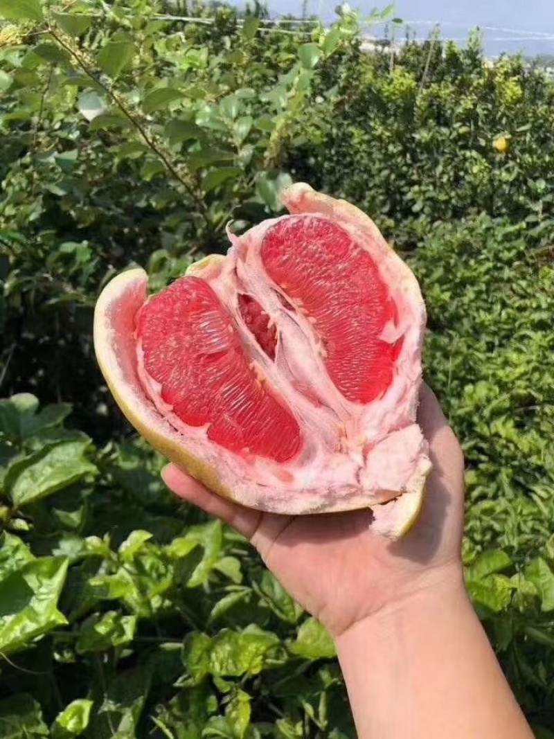 三红柚红心蜜柚上架！承接各大平台支持一件代发