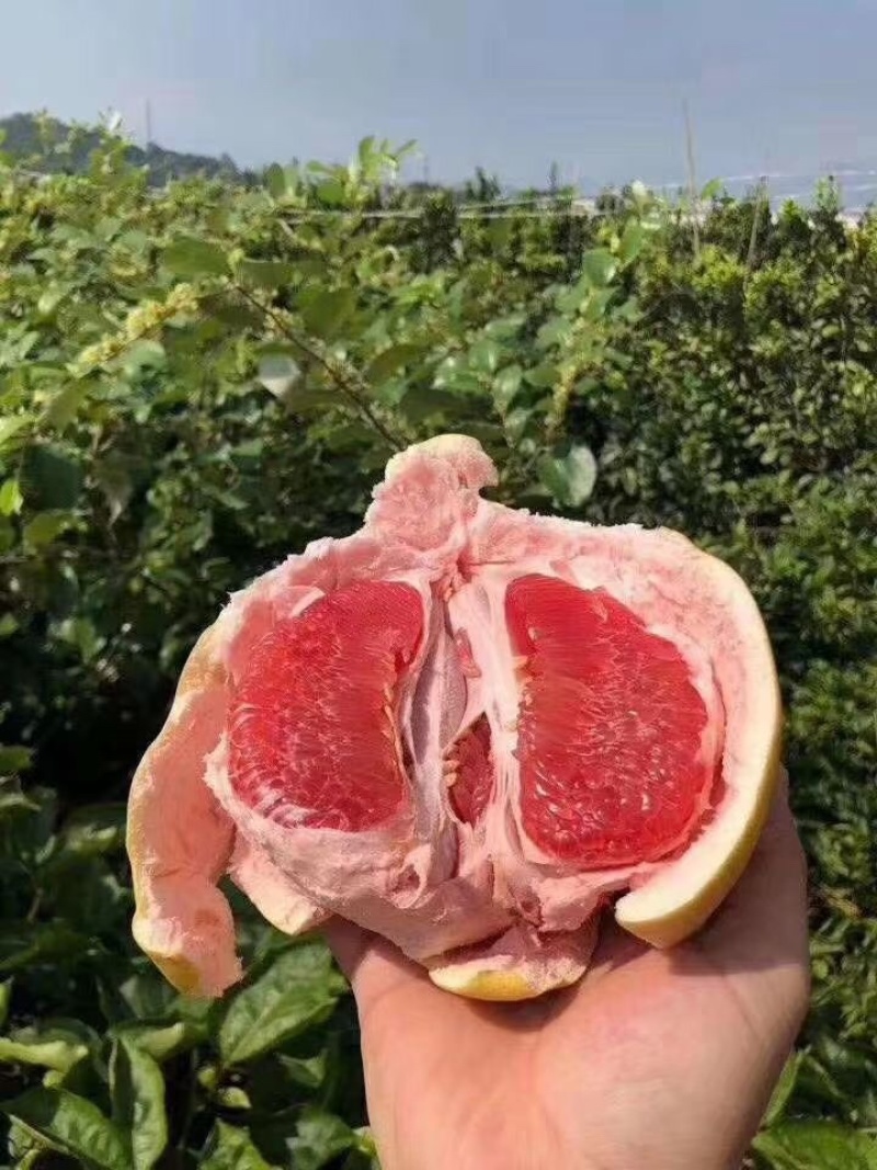 三红柚红心蜜柚上架！承接各大平台支持一件代发