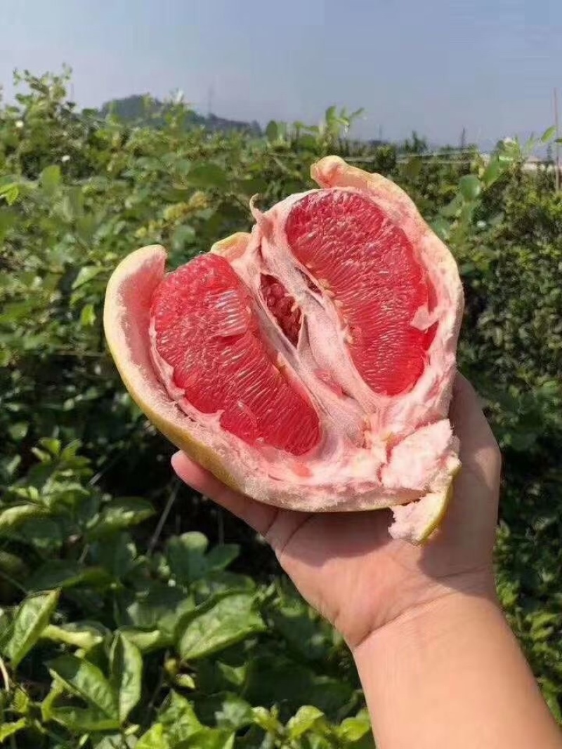 三红柚红心蜜柚上架！承接各大平台支持一件代发