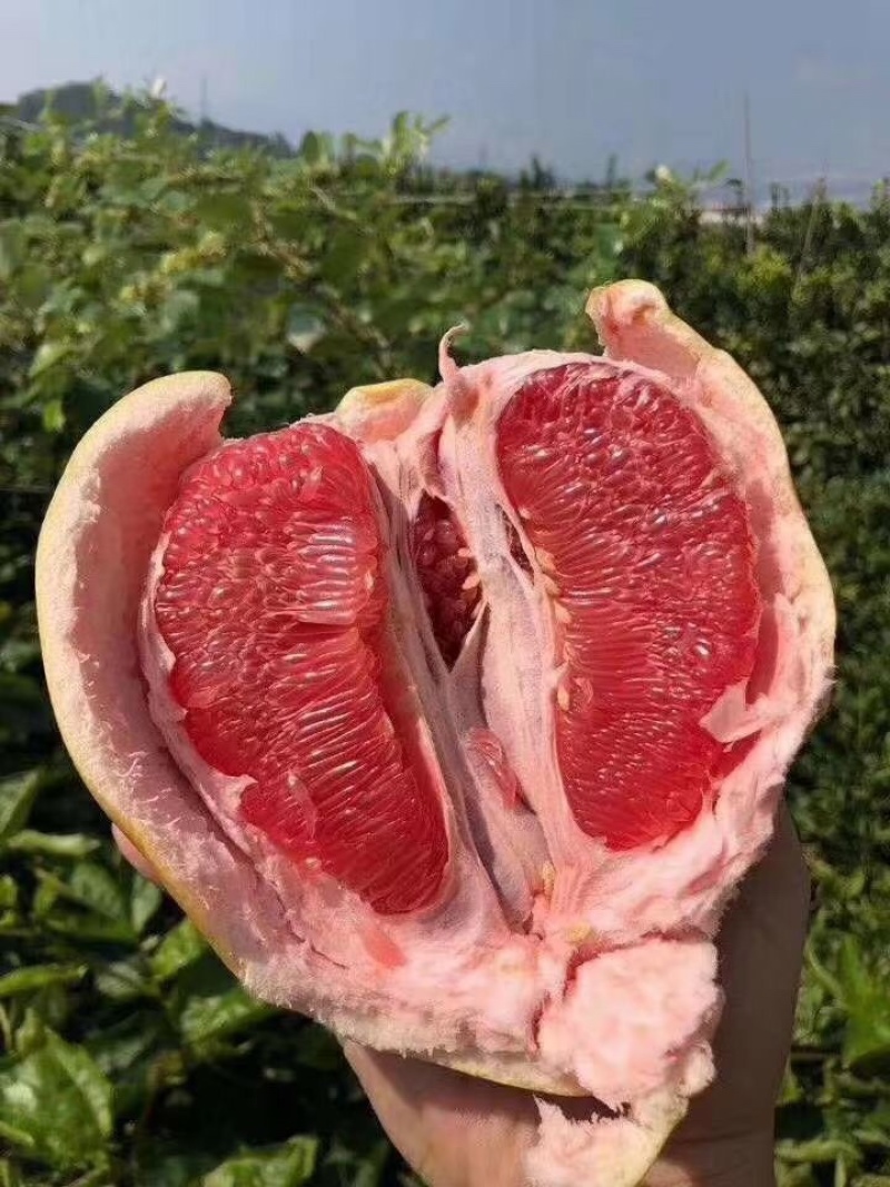三红柚红心蜜柚上架！承接各大平台支持一件代发