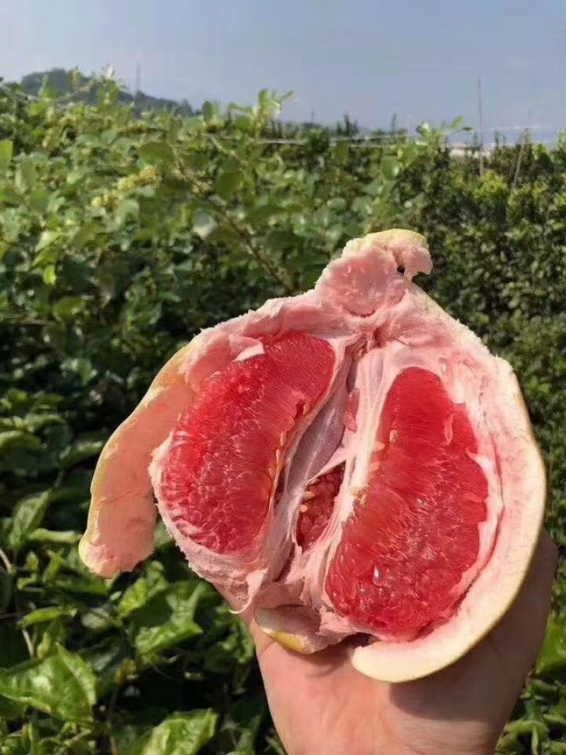 三红柚红心蜜柚上架！承接各大平台支持一件代发