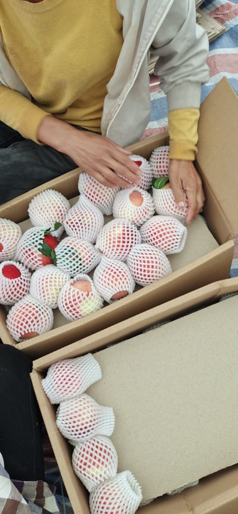 四川盐源精品桃子大量成熟了大量上市中货源充足