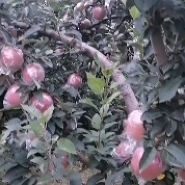 千亩苹果基地大量上市中，各种膜袋纸袋苹果红星，中秋王等等
