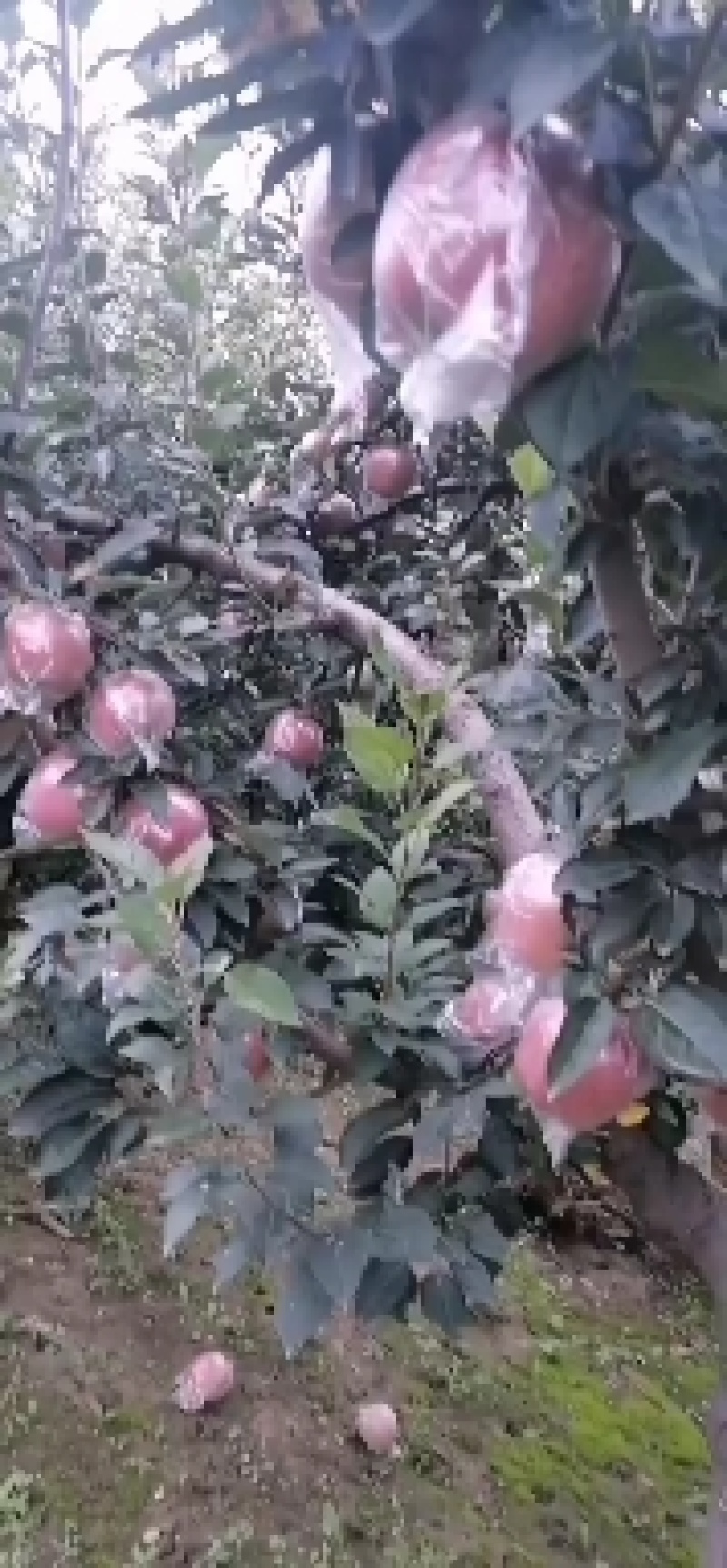 千亩苹果基地大量上市中，各种膜袋纸袋苹果红星，中秋王等等