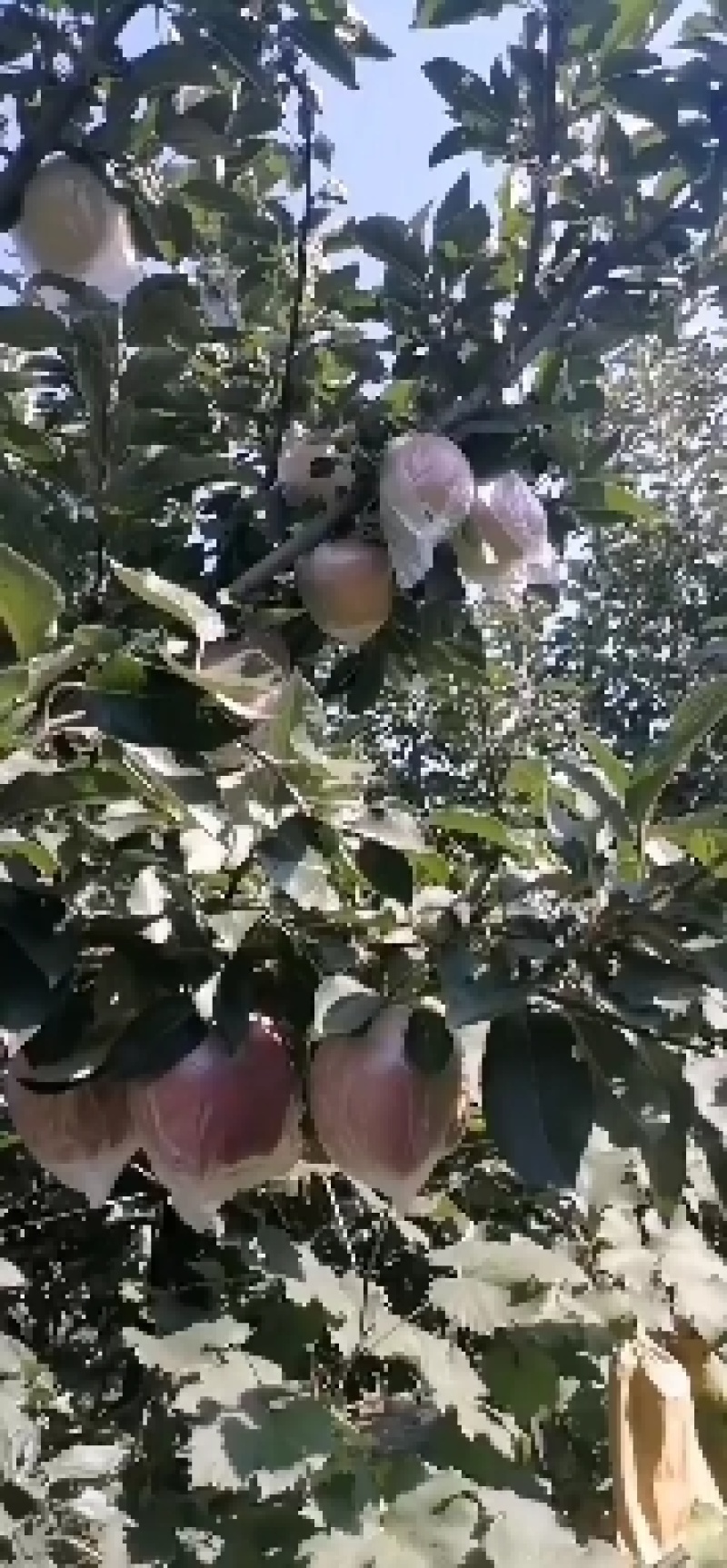千亩苹果基地大量上市中，各种膜袋纸袋苹果红星，中秋王等等