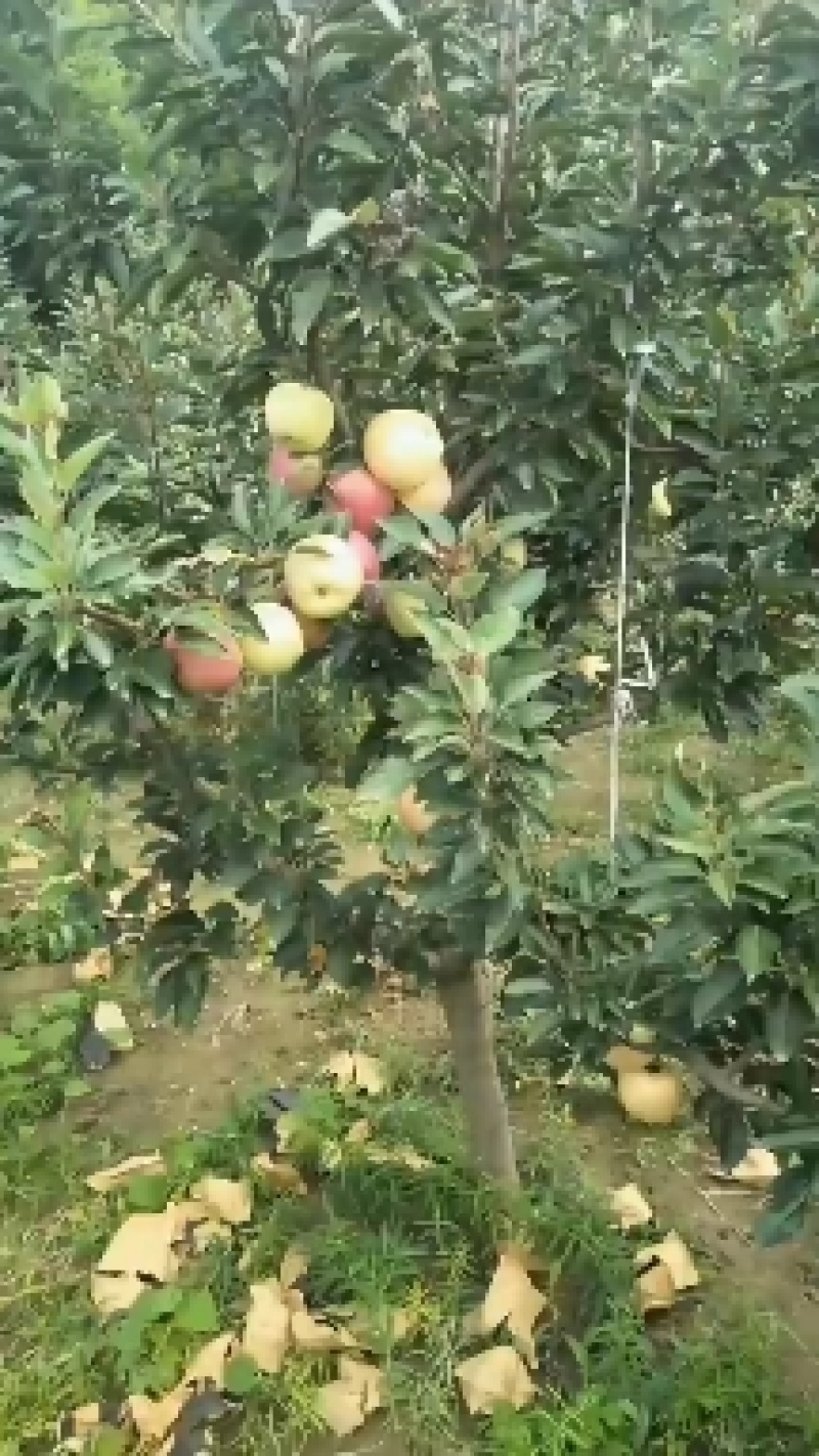 千亩苹果基地大量上市中，各种膜袋纸袋苹果红星，中秋王等等