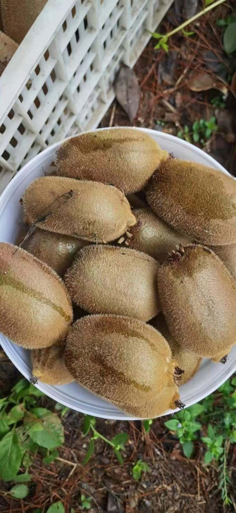 湘西猕猴桃