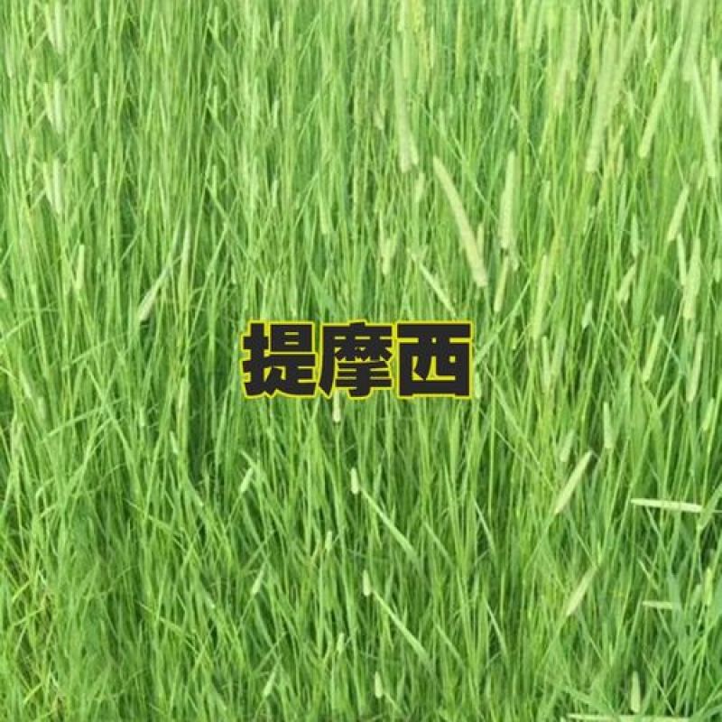 提摩西草籽种子猫尾草种子兔子豚鼠荷兰猪龙猫爱吃的草籽