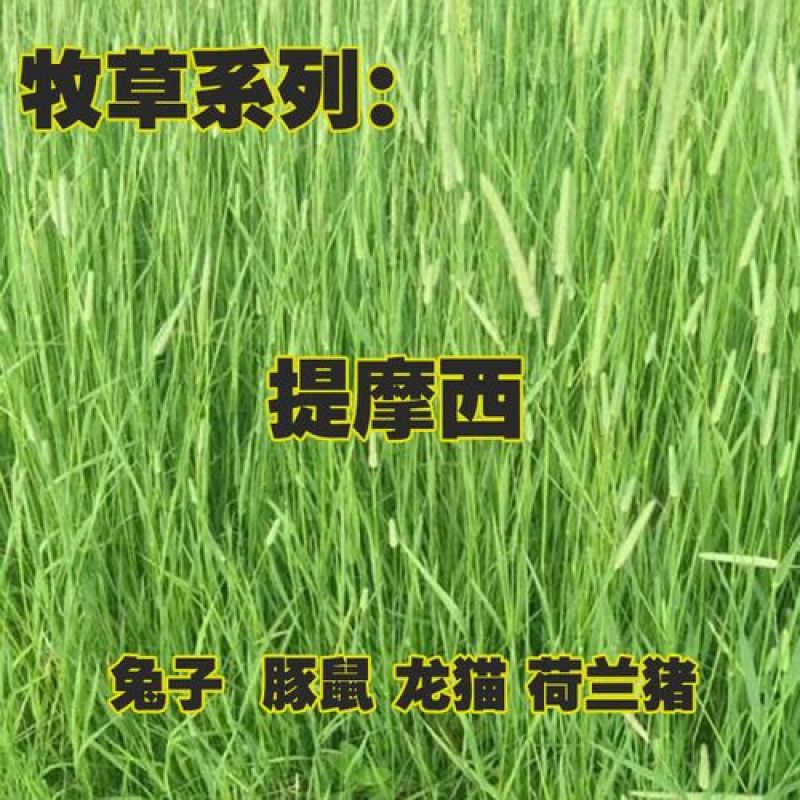 提摩西草籽种子猫尾草种子兔子豚鼠荷兰猪龙猫爱吃的草籽