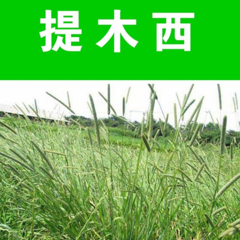 提摩西草籽种子猫尾草种子兔子豚鼠荷兰猪龙猫爱吃的草籽