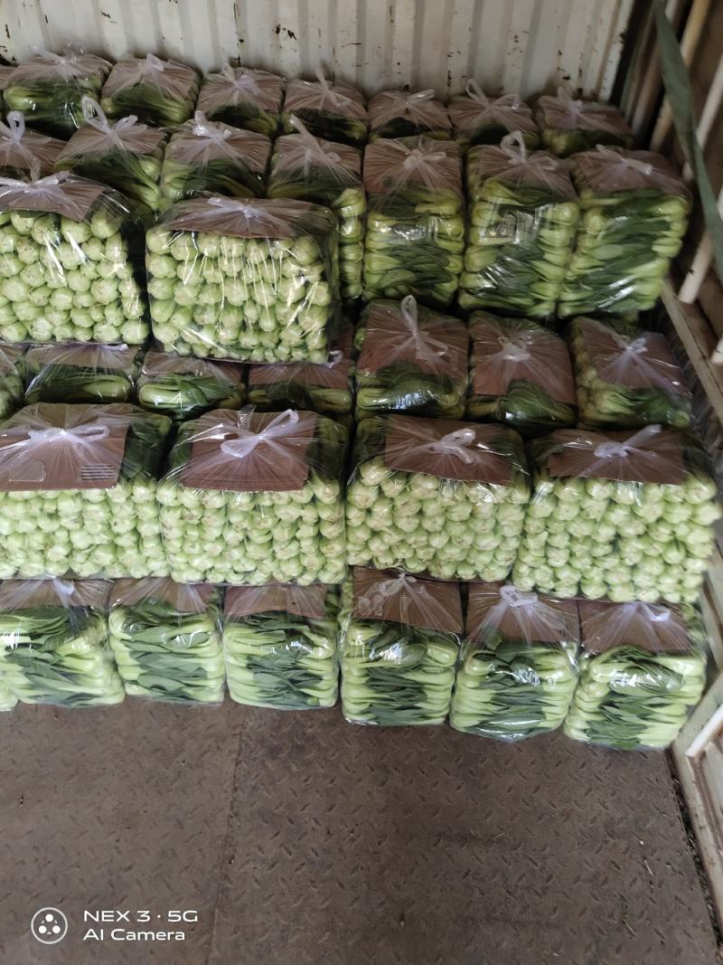 精品上海青，长年供应