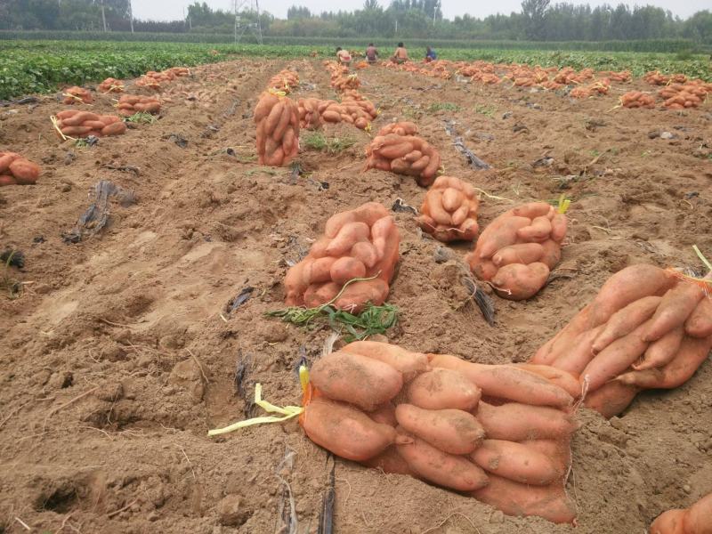 龙九龙薯九红薯自家种植品种齐全价格实惠质量保证