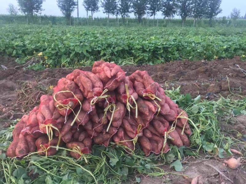 龙九龙薯九红薯自家种植品种齐全价格实惠质量保证