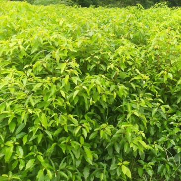 小叶樟树苗