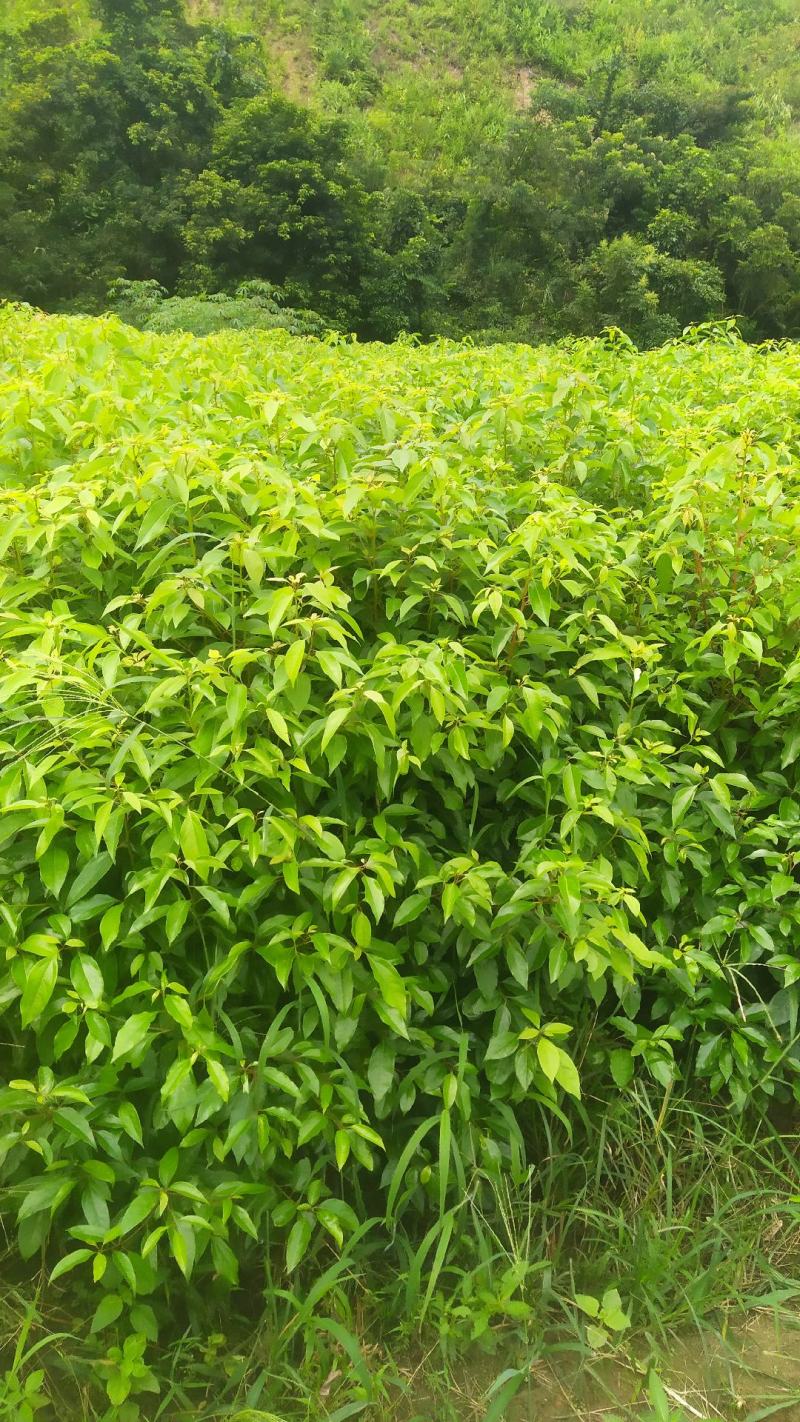 小叶樟树苗