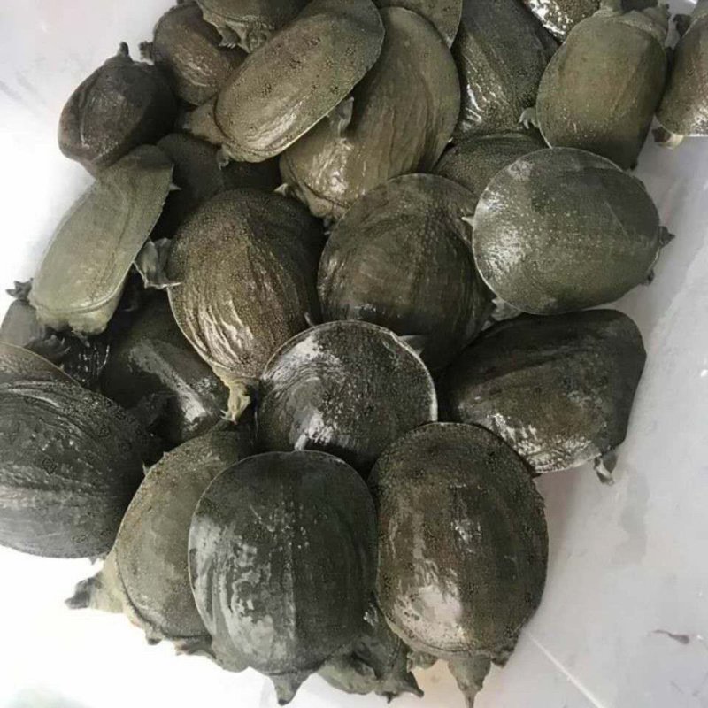 精品6-8两温室小甲鱼，卤甲鱼专用规格，欢迎大家前来骚扰