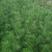 油松种子短叶马尾松四季常青耐寒耐旱乔木行道树绿化观赏松树