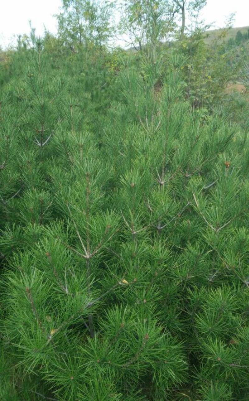 油松种子短叶马尾松四季常青耐寒耐旱乔木行道树绿化观赏松树